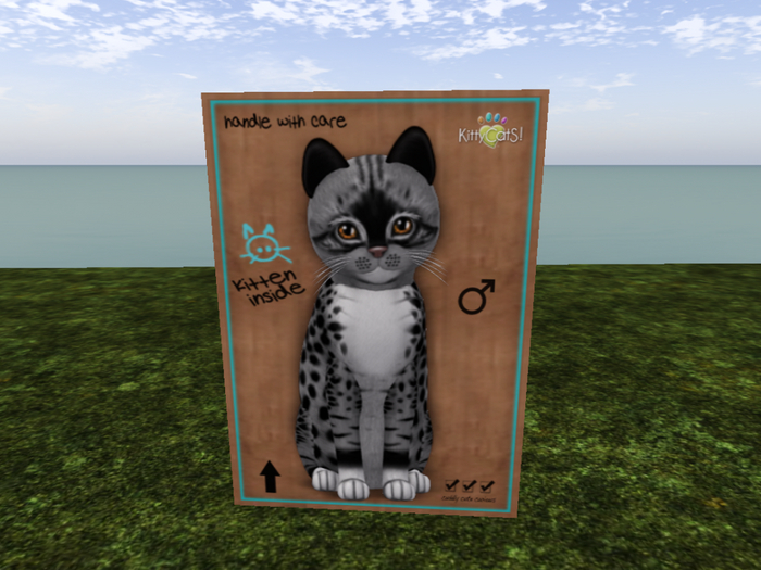 KittyCatS Box - New Born Kitten