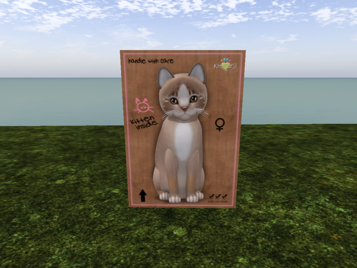 KittyCatS Box - New Born Kitten