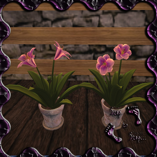 :StS: Lirios Morado B SET