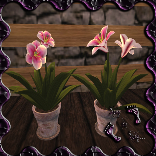:StS: Lirios Rosa B SET