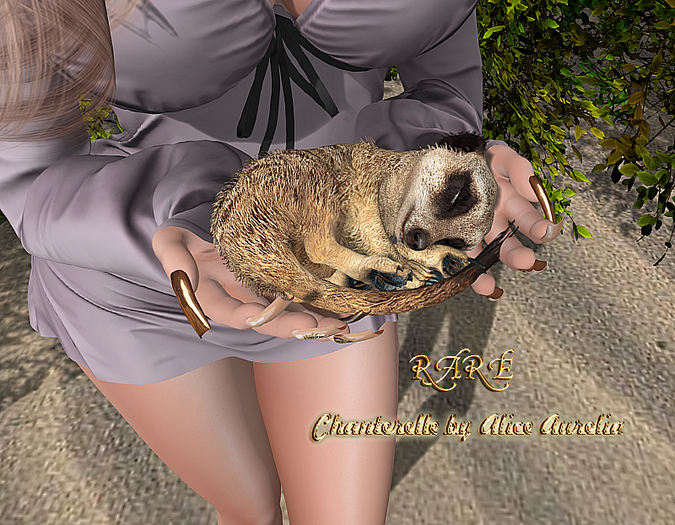 19. Mutresse-Curious Meerkats RARE