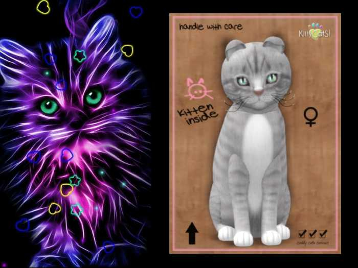 KittyCatS Box - European Shorthair - London Fog - Pixie Rounded