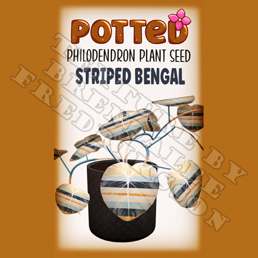 Potted: Philodendron Plant Seed: Striped Bengal (ACTUAL PLANT SEED)