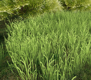 Grass 1 - Summer Grass