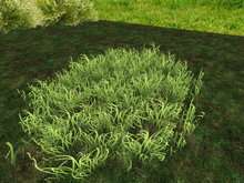 Grass 2 - Summer Grass