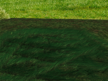 Grass 3 - Beachgrass