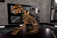 Box Lion skeleton 2 PBR