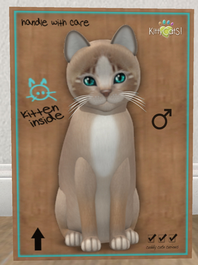 KittyCatS Box - New Born Kitten