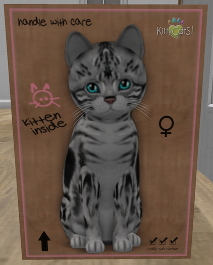 KittyCatS Box - New Born Kitten