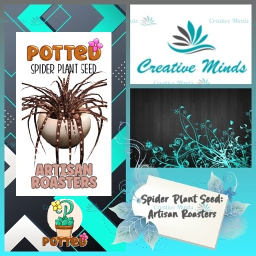 Potted: Spider Plant Seed: Artisan Roasters