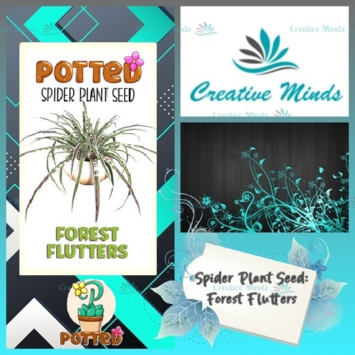 Potted: Spider Plant Seed: Forest Flutters
