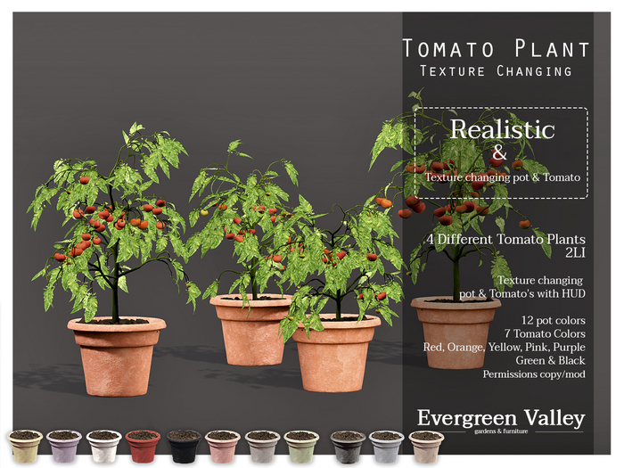 Tomato Plant|TC