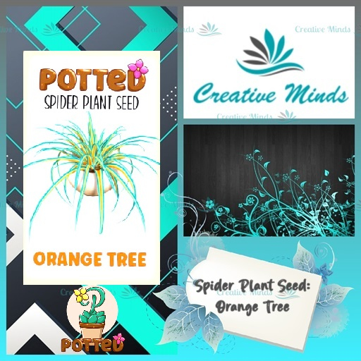 Potted: Spider Plant Seed: Orange Tree
