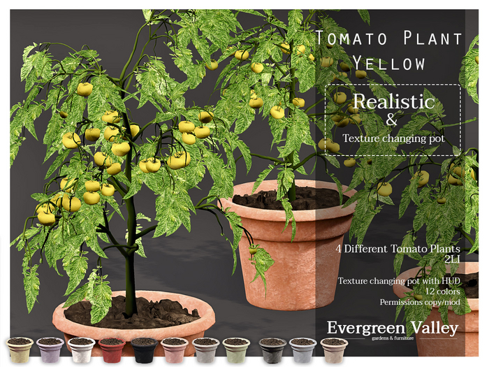 Tomato Plant|Yellow