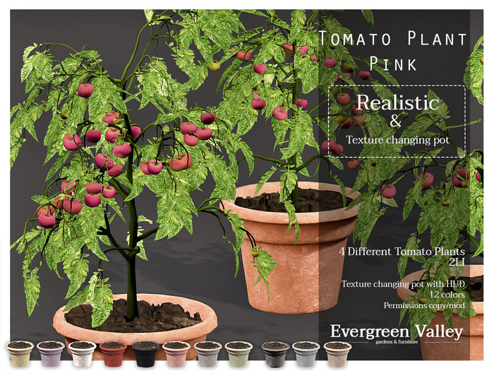 Tomato Plant|Pink