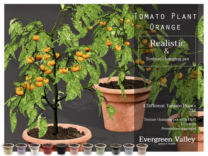Tomato Plant|Orange