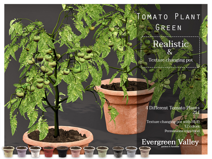 Tomato Plant|Green