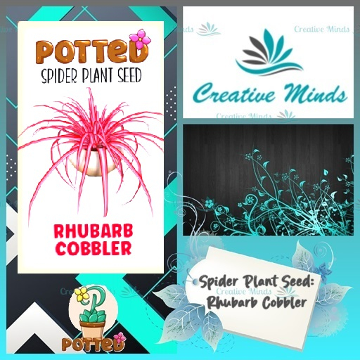 Potted: Spider Plant Seed: Rhubarb Cobbler