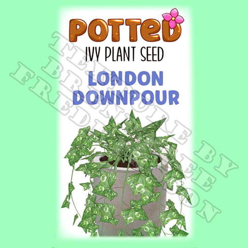 Potted: Ivy Plant Seed: London Downpour (ACTUAL PLANT SEED) - Retired!