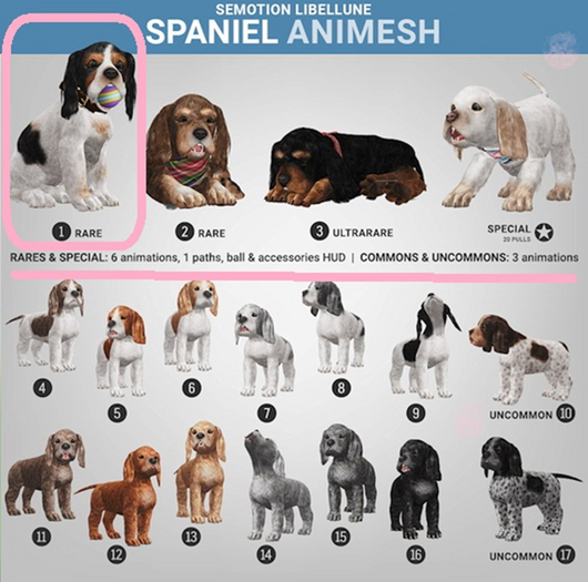SEmotion Libellune Spaniel Animesh RARE 01