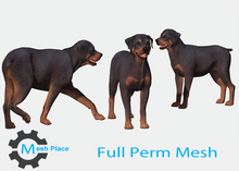Mesh Place - Rottweiler Dog  Full Perm Mesh (u