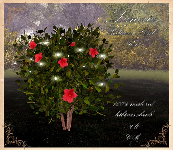 .Lunaria. Hibiscus Shrub - Red 