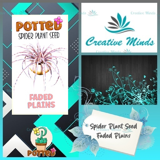 Potted: Spider Plant Seed: Faded Plains