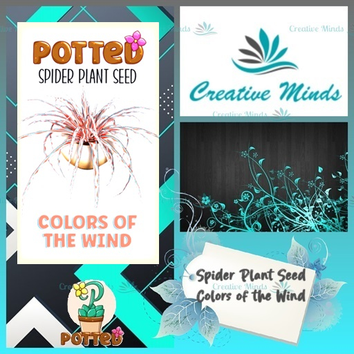 Potted: Spider Plant Seed: Colors of the Wind