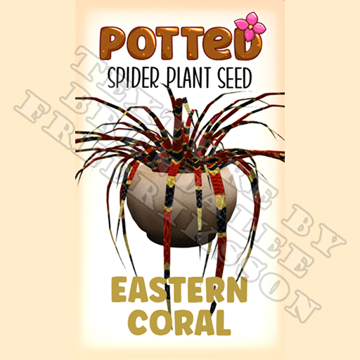 Potted: Spider Plant Seed: Eastern Coral (ACTUAL PLANT SEED) - Retired!
