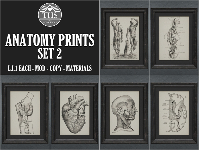 ANATOMY - DARK - ACADEMIA - DRAWINGS - PICTURES - PICTURE - PRINT - PRINTS - FRAMES - SKELETON - GOTHIC - DECOR