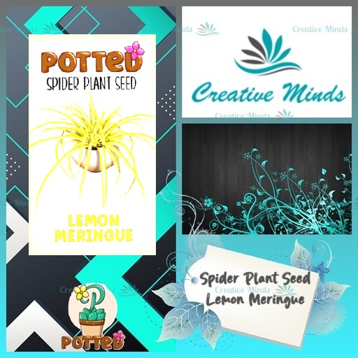 Potted: Spider Plant Seed: Lemon Meringue
