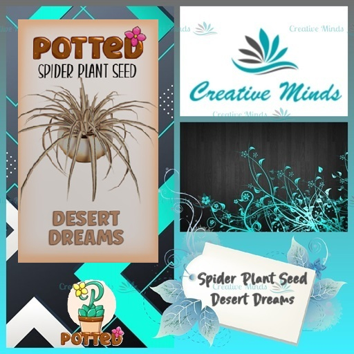 Potted: Spider Plant Seed: Desert Dreams