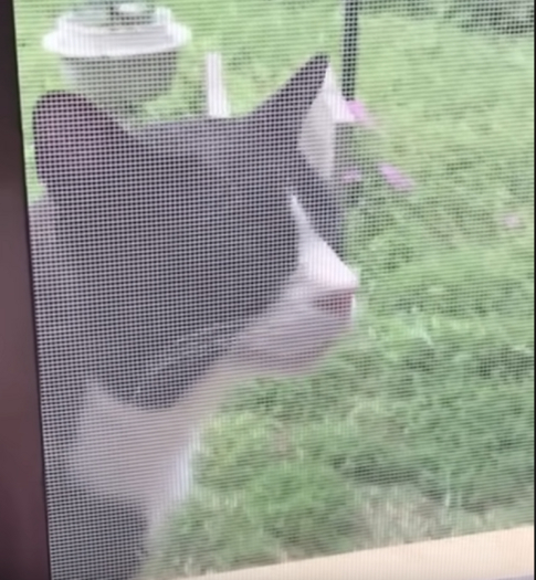 *aya Looper Cat Song 10 - Let Me In