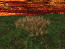 Autumn Grass