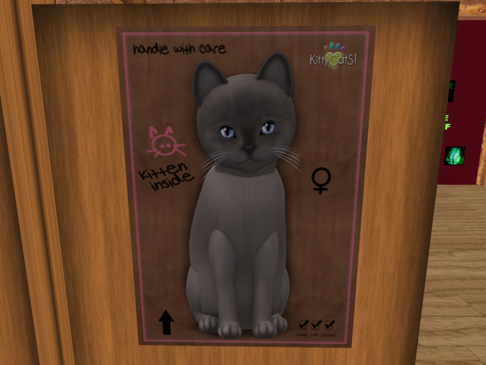 KittyCatS Box - New Born Kitten