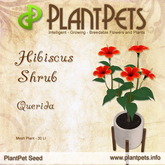 PlantPet Seed [Hibiscus Shrub *Querida*]