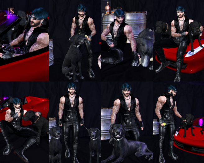 Hpose Black Dog(Box)