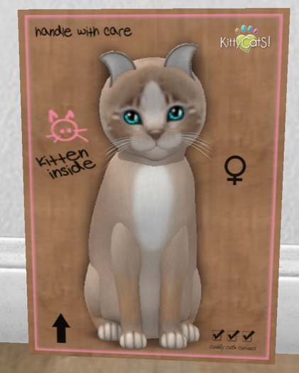 KittyCatS Box - New Born Kitten