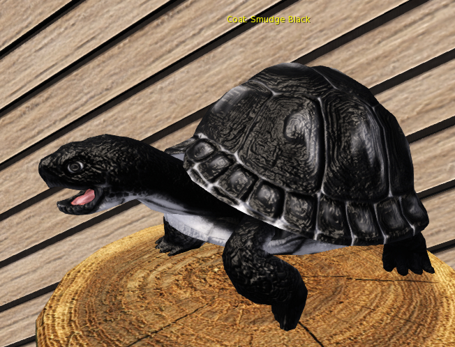 Foxtrot Box Turtle smudge black stardard male Egg