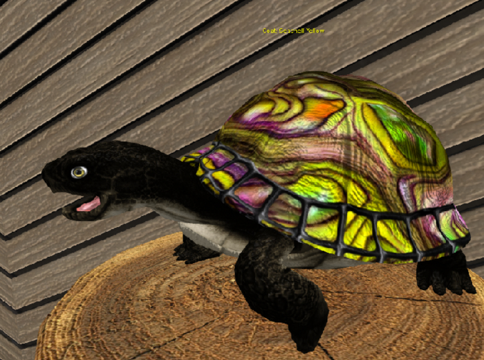 Foxtrot Box turtle seashell yellow large breedable