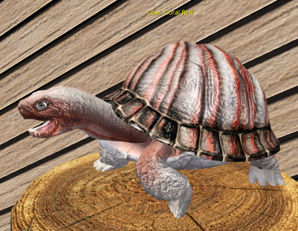 Foxtrot box turtle large female coral red egg breedable