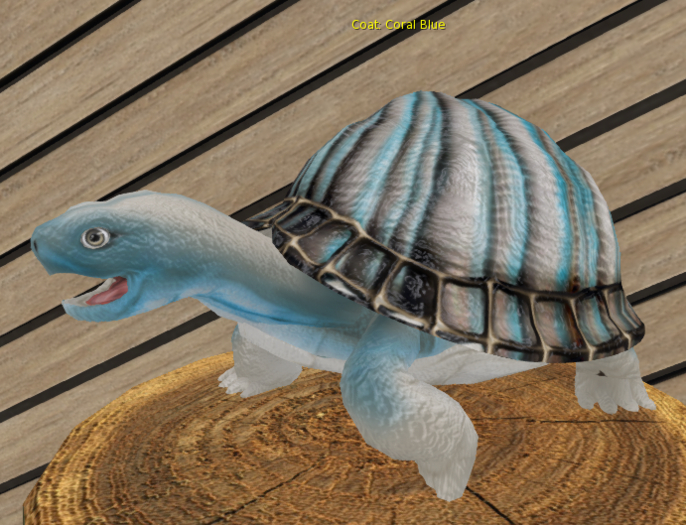 Foxtrot Box Turtle Male Coral Blue Teacup breedable egg