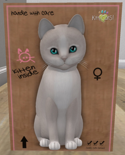 KittyCatS Box - New Born Kitten