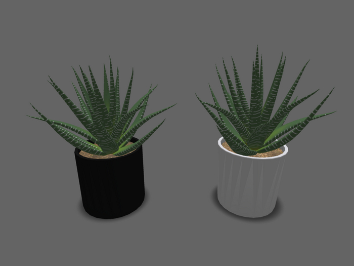 zebra plant haworthia fasciata