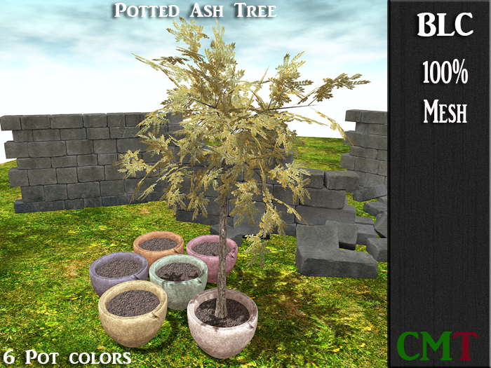 BLC Potted Ash Tree