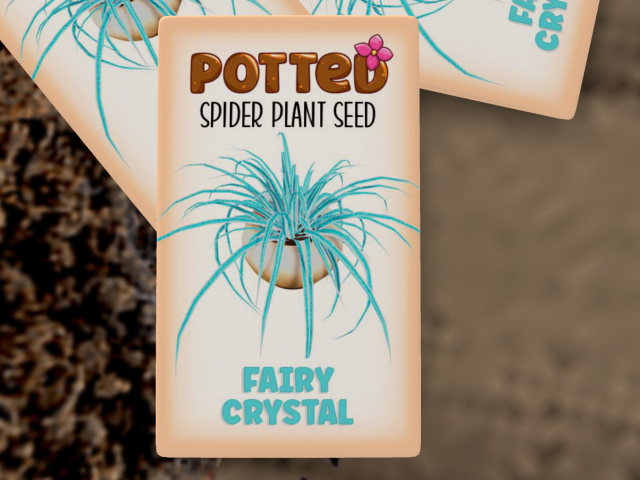 Potted: Spider Plant Seed: Fairy Crystal