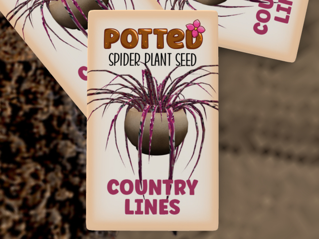 Potted: Spider Plant Seed: Country Lines