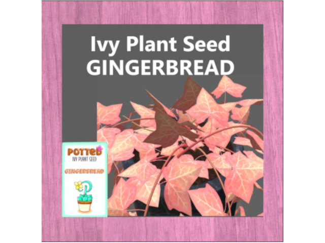Potted: Ivy Plant Seed: Gingerbread 1