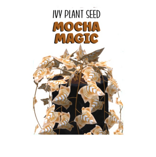 Potted: Ivy Plant Seed: Mocha Magic