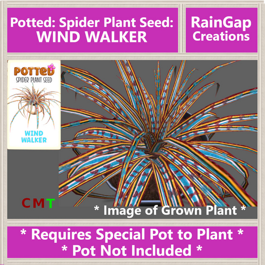 Potted: Spider Plant Seed: Wind Walker 1